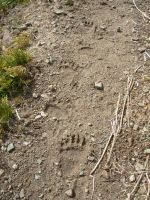 Bear Tracks